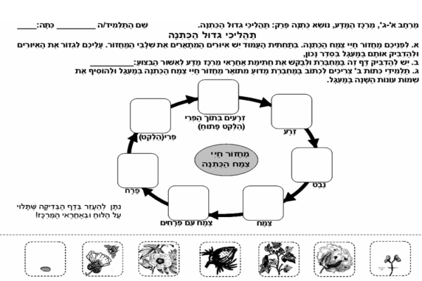 למרכז המדע: דף פעילות להכרת סדר שלבי הגדילה  